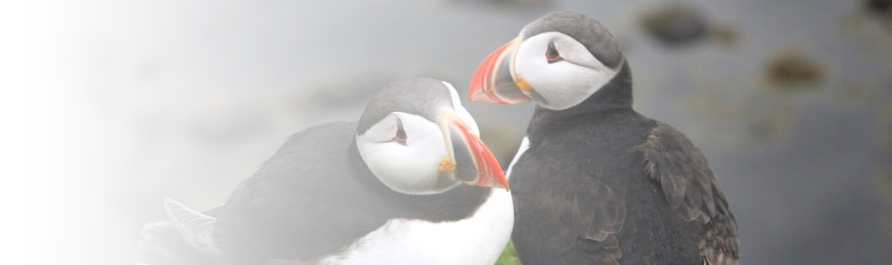 Aus Iceland ProCruises wird Arctic ProCruises 