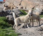 Schlittenhunde
