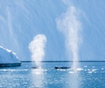Buckelwale in Grönland