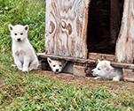 Grönlandhunde in Sisimiut © Plantours