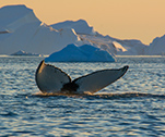 Wal bei Ilulissat © Plantours