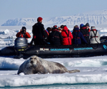 Bartrobbe in Spitzbergen © Nikki Born / Oceanwide Expeditions