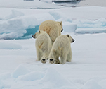 Eisbären in Nordspitzbergen © Markus Eichenberger / Oceanwide Expeditions