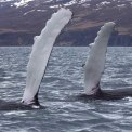 Spitzbergen Intensiv