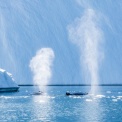Abenteuer Nordspitzbergen