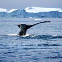 Abenteuer Nordspitzbergen