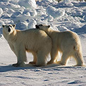 Abenteuer Nordspitzbergen