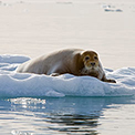Spitzbergen Intensiv