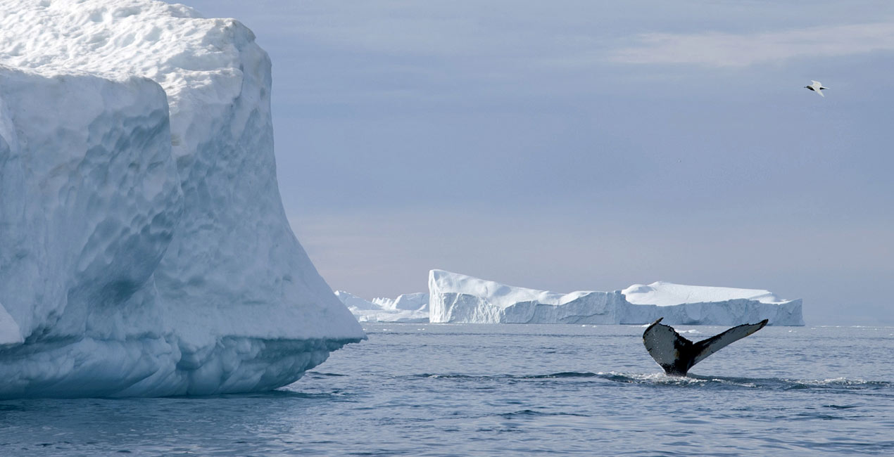 Arctic ProCruises