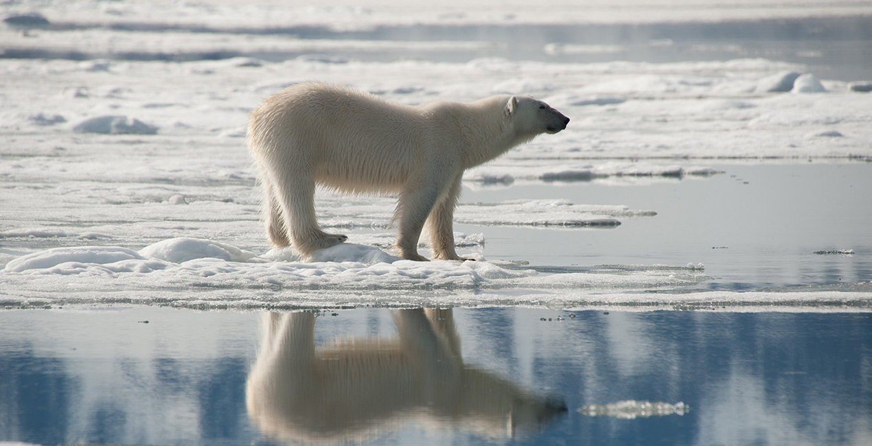 Arctic ProCruises