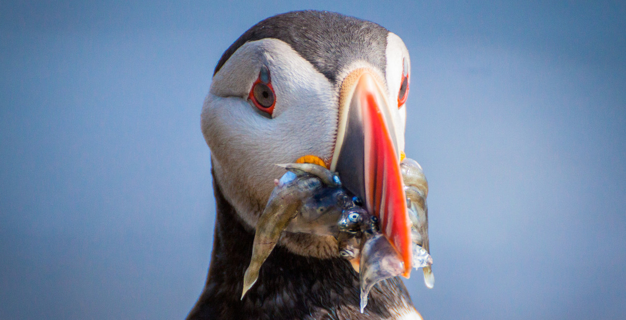 Puffin © Hermann Helguson