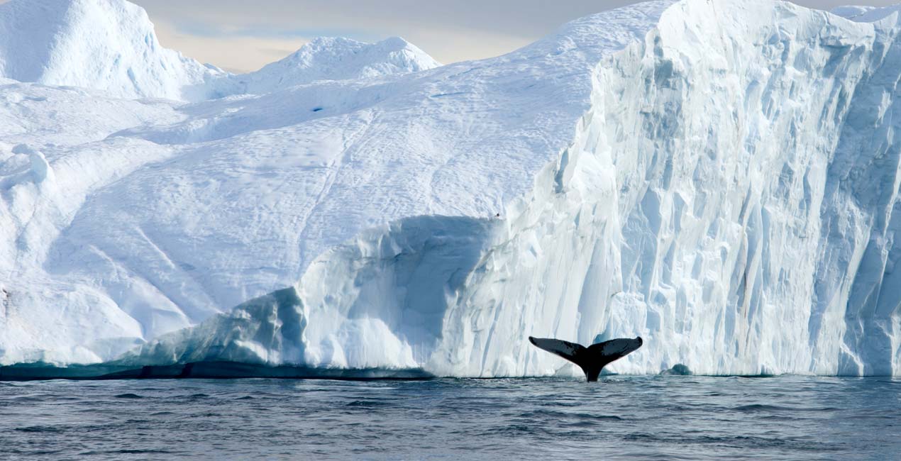 Buckelwal vor Eisberg in Ilulissat